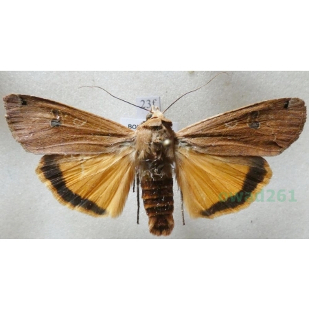 Noctua pronuba (Linnaeus, 1758) Rolnica tasiemka Czech23f